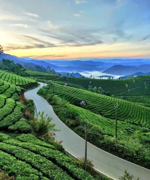 Munnar tea gardens and misty hills in Kerala – Hill station retreats with South India Packages.